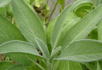Sage for ovulation. Sage: the therapeutic properties and contraindications