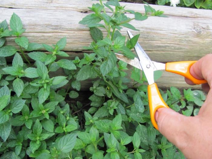 when to harvest mint