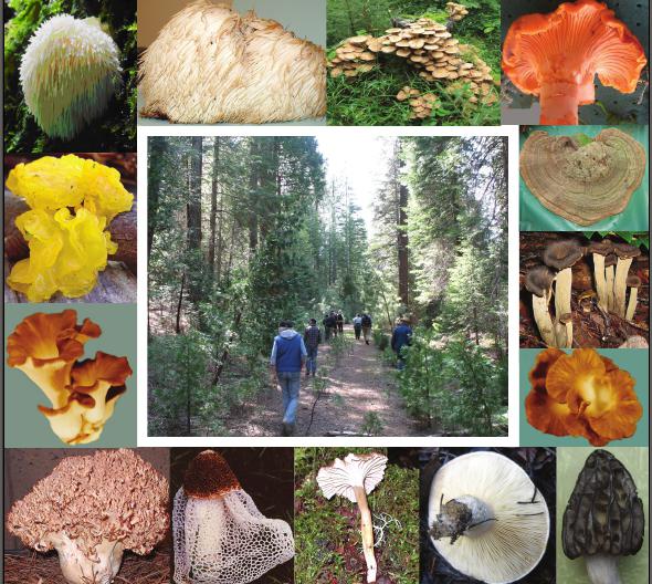 the classification of mushrooms by edibility