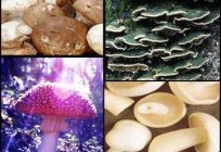 Edible and non-edible mushrooms: nutritional value