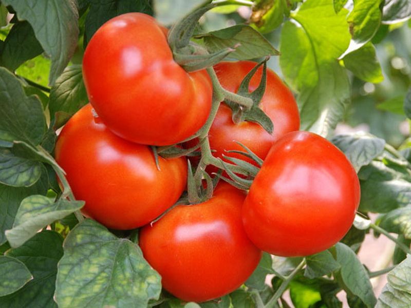 Temprano en la variedad de tomate "las alegres F1"