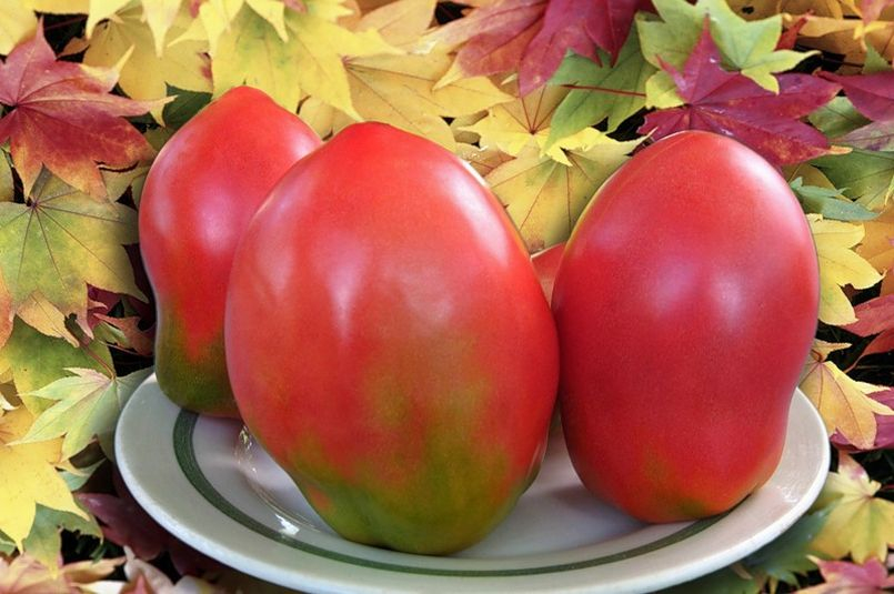 Temprano en la variedad de tomate "bla bla"