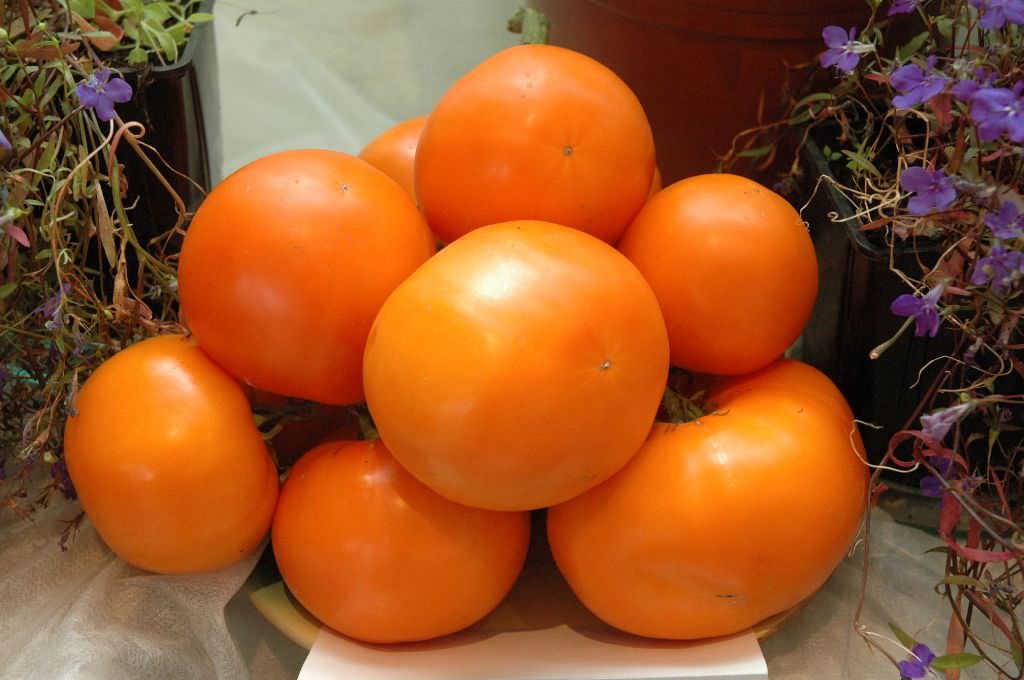 Temprano en la variedad de tomate "dean"