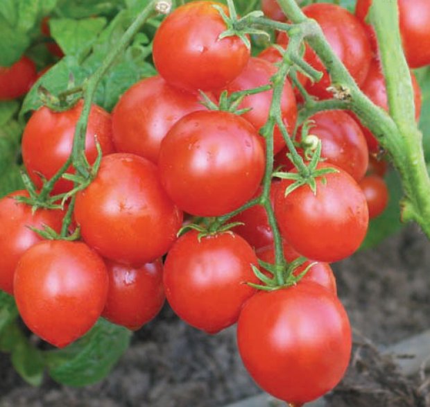 Temprano en la variedad de tomate "alfa"