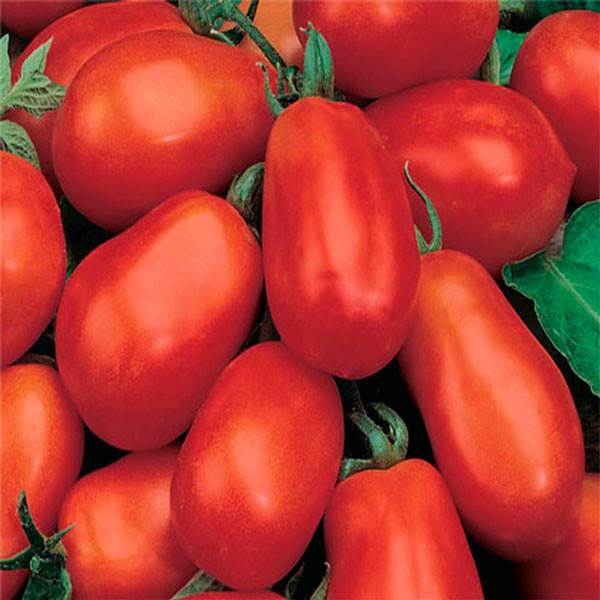 Frühe Sorte Tomaten "Benito F1"