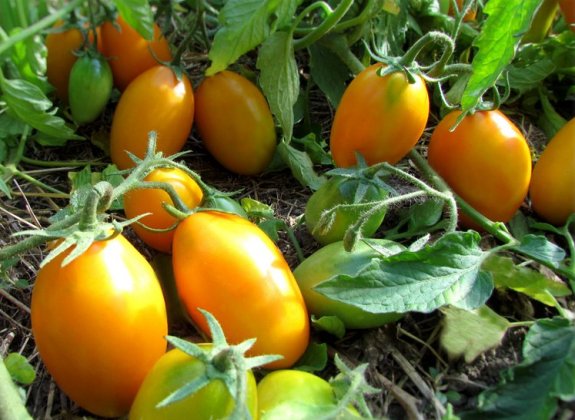 Temprano en la variedad de tomate "de hilo de Oro"