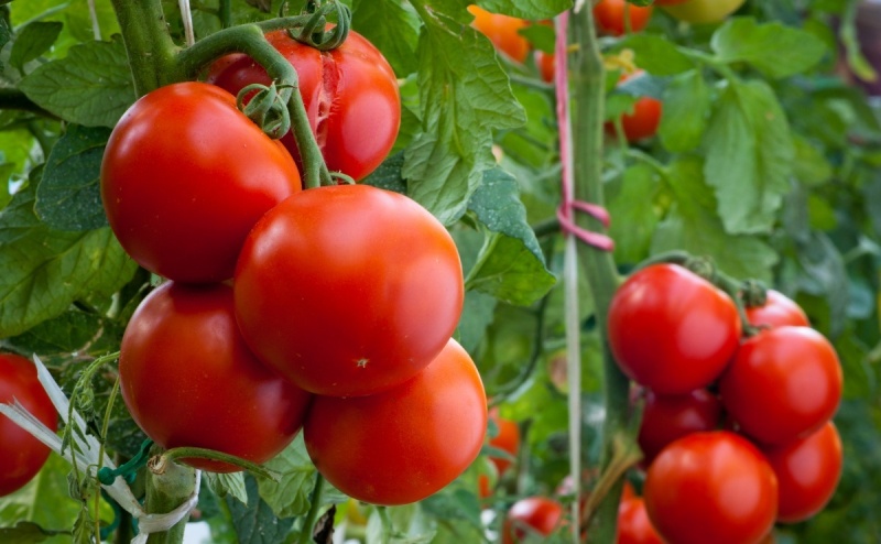 Frühe Sorte Tomaten „König der früheren»