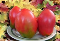 The best varieties of early tomatoes