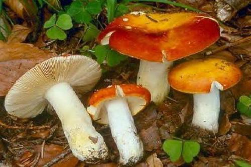 mushrooms of Belarus