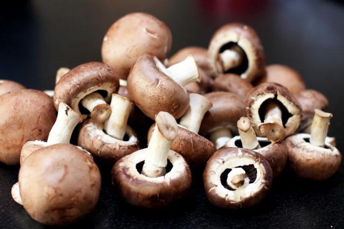 edible mushrooms of Belarus