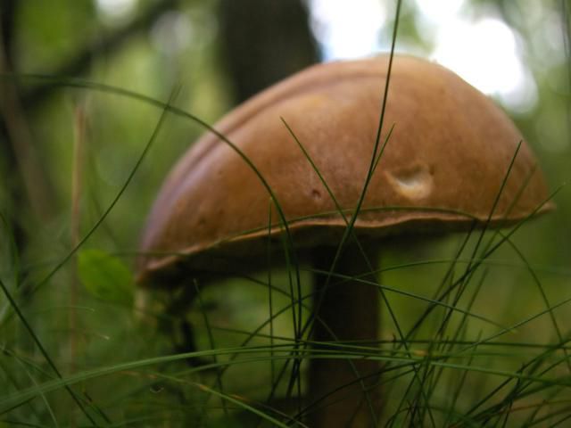  mushrooms forests of Belarus