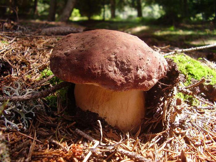 what mushrooms grow in Belarus