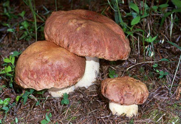 mushrooms in Belarus