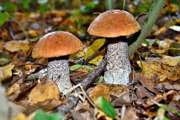 picking mushrooms in Belarus