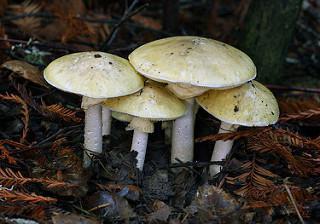 poisonous mushrooms in Belarus