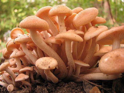 cogumelos Comestíveis, os títulos