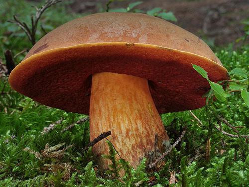 What are edible mushrooms: name