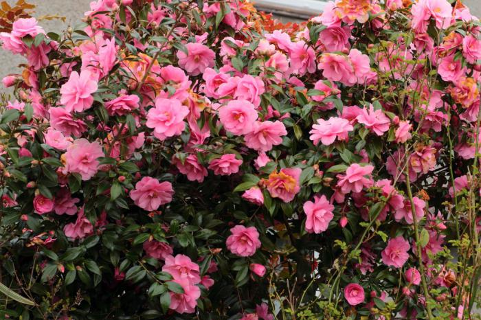 Camellia garden planting and caring