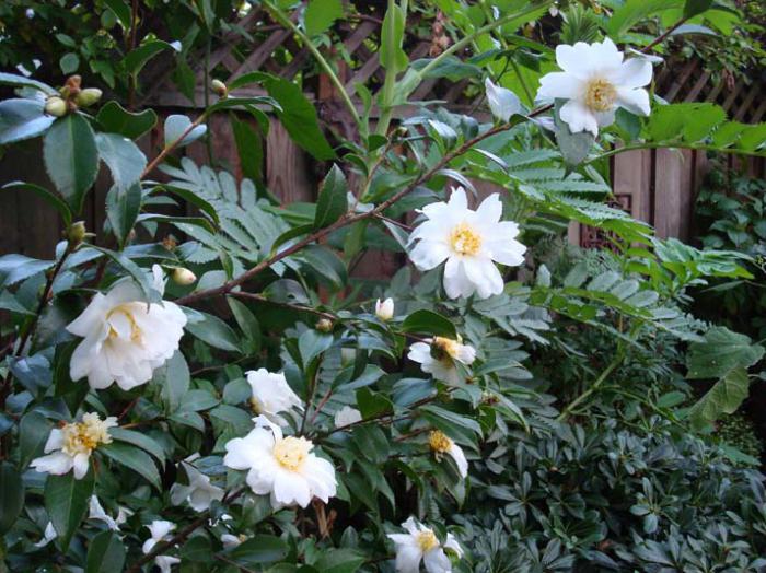 Camellia garden photo