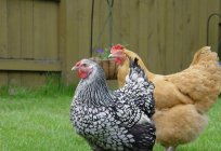 Kurczaka pchły: metody walki i zapobiegania