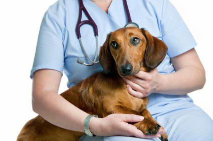 Мастоцитома bei Hunden Behandlung