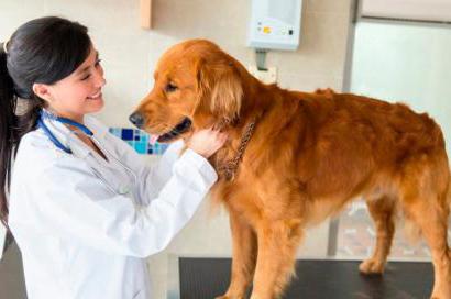 Мастоцитома Prognose bei Hunden