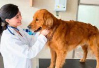 Мастоцитома los perros (тучноклеточная tumor en los perros). Qué es esta enfermedad? Causas, tratamiento, pronóstico