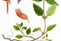 Prunella (bitki): yararlı özellikleri, uygulama