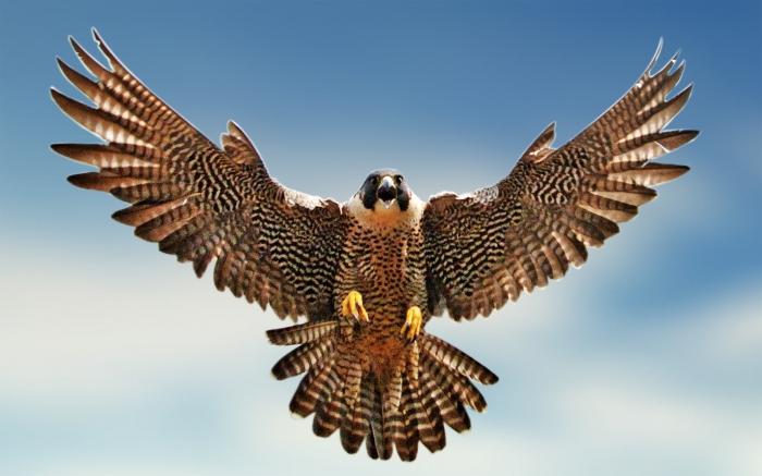 Falcon bird photo