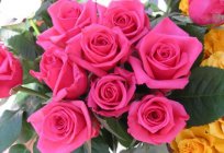 Cómo distinguir la rosa de la rosa mosqueta por las hojas y a las flores? Las plantas de semillero de la rosa y la rosa mosqueta: foto