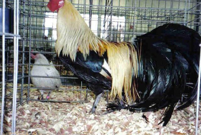 ¿cómo se llama la raza de gallinas fénix 
