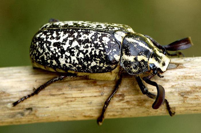 marble beetle description