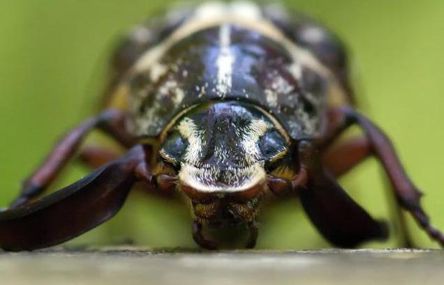 el escarabajo хрущ