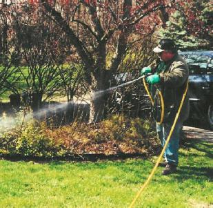 spring spraying of fruit trees and shrubs