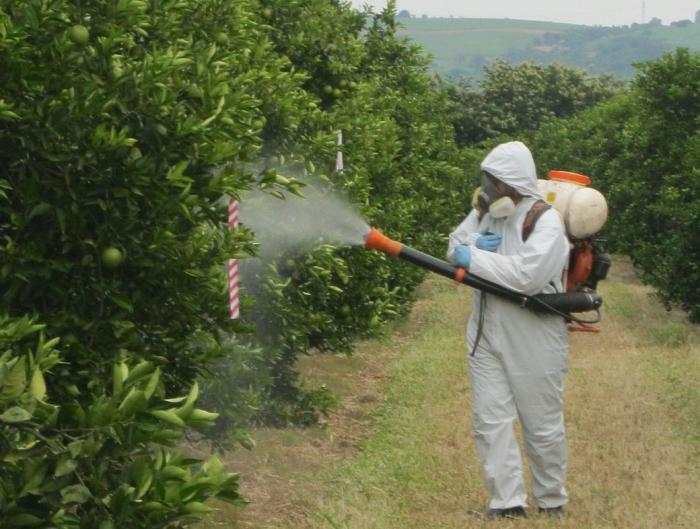 how to spray fruit trees and shrubs in the spring