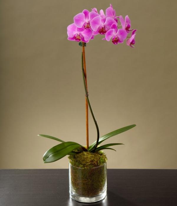 how to water Phalaenopsis Orchid