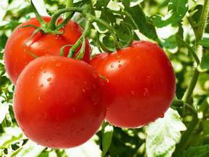 Tomatoes Gifts to Zavolzhye
