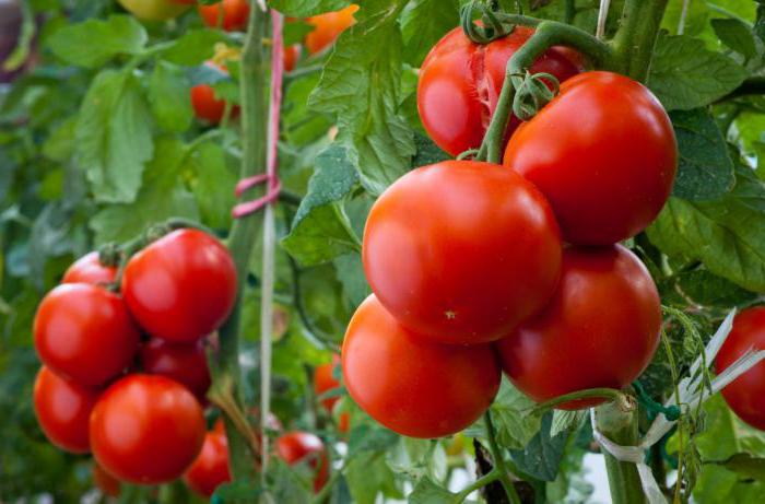Tomatoes Gifts to Zavolzhye photo