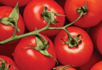 西红柿的礼物伏尔加：照片、说明、品种，评论