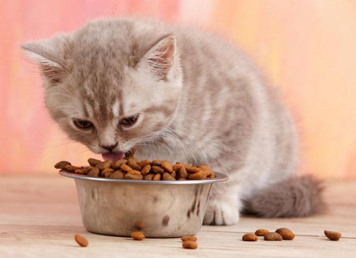 Kann ich die Katze füttern den Erwachsenen Futter
