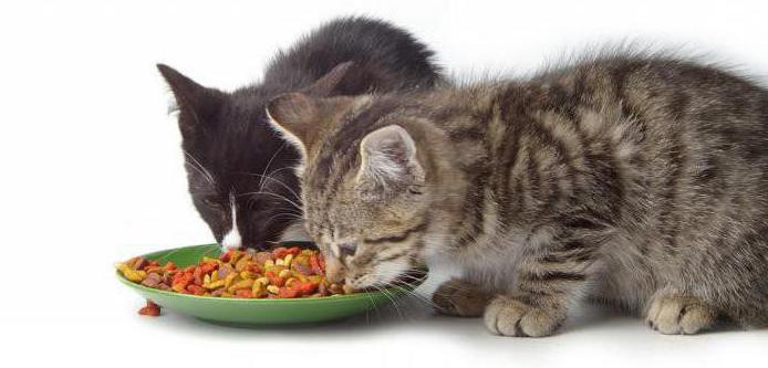 what age can kittens dry food