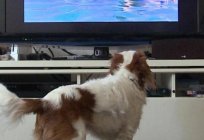 The best series about dogs