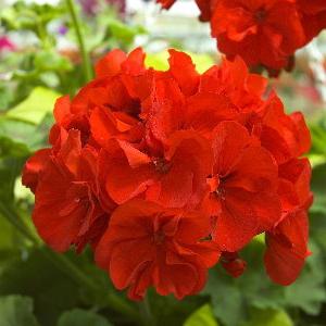 red geranium medicinal properties