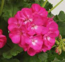 scented geranium medicinal properties