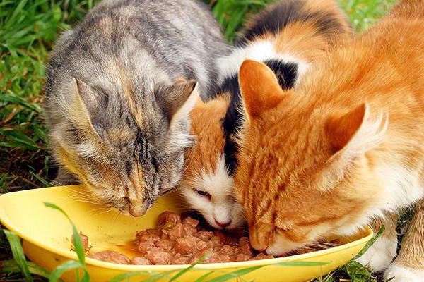 food for sterilized cats reviews