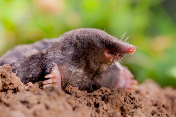 mole ordinary