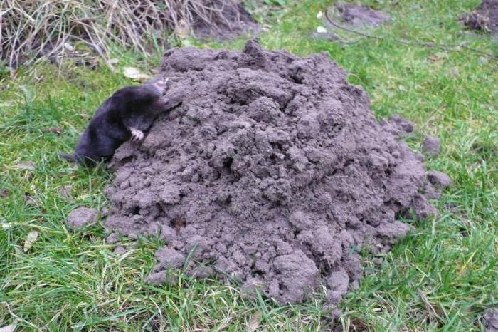 it is known that the ordinary mole