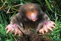 Mole common: description and photos