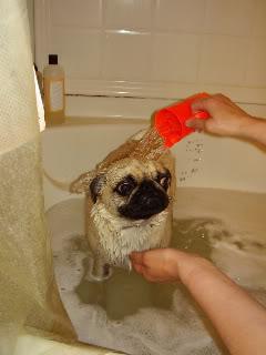 pugs care and maintenance in apartment conditions