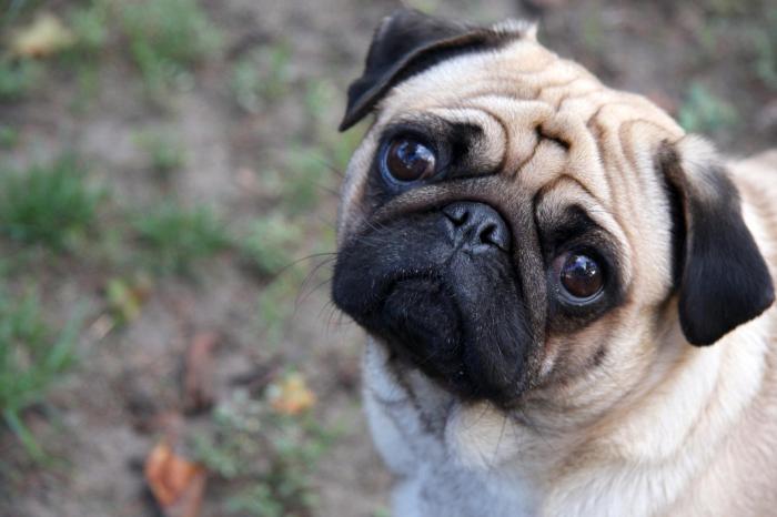 pug diseases